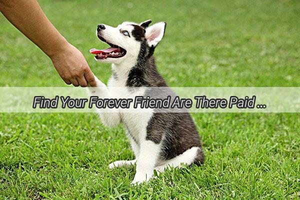 Find Your Forever Friend Are There Paid Dog Adoptions in Linyi